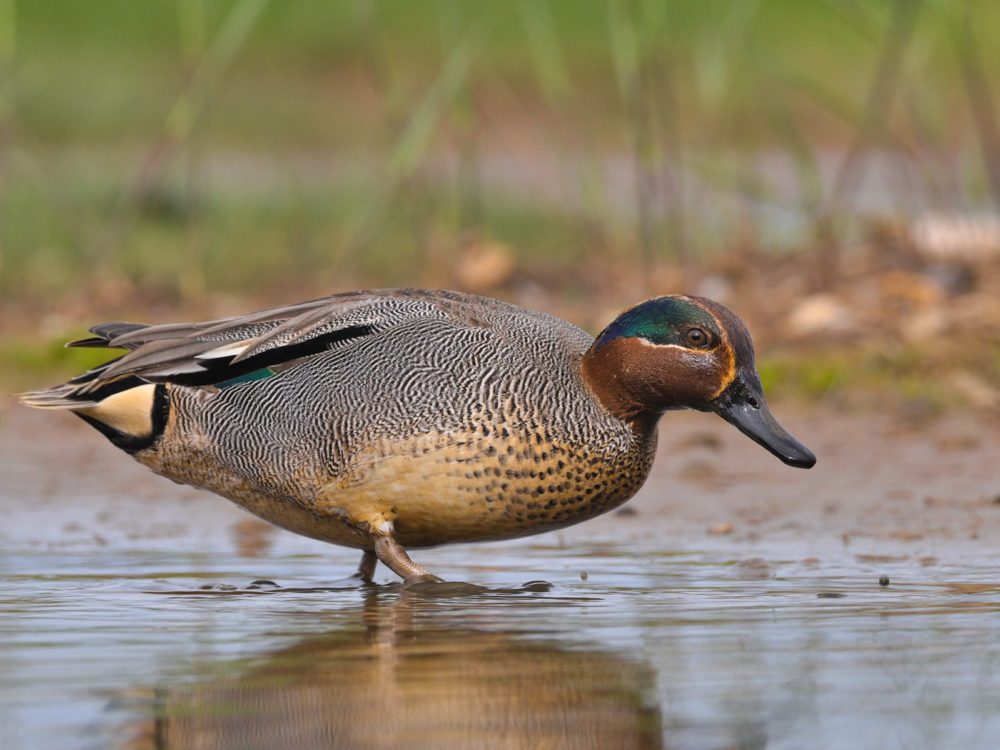 wintertaling