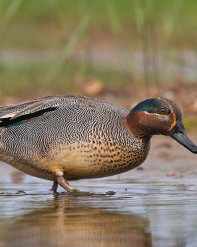 wintertaling