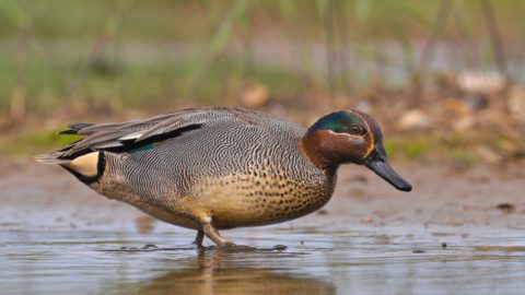 Flora en fauna: Wintertaling