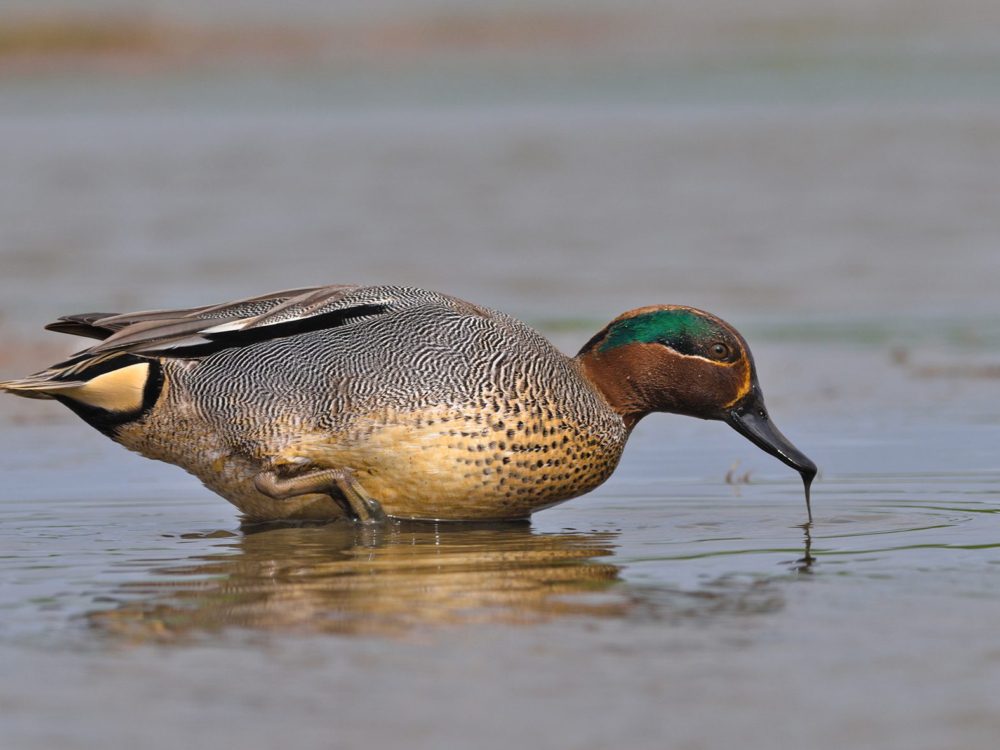 wintertaling