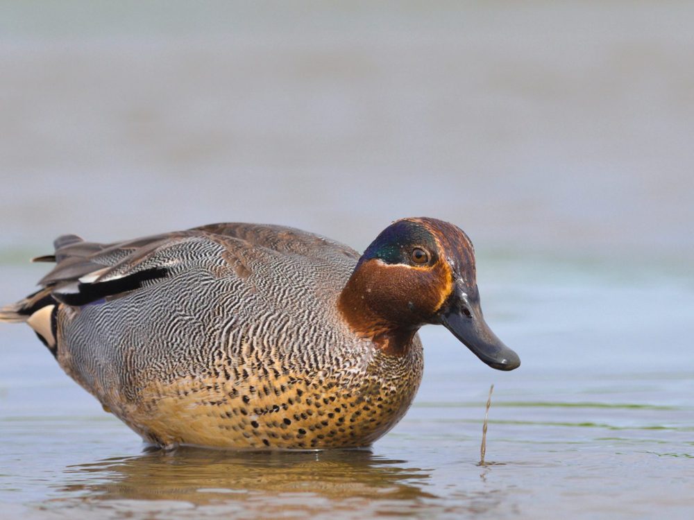 wintertaling