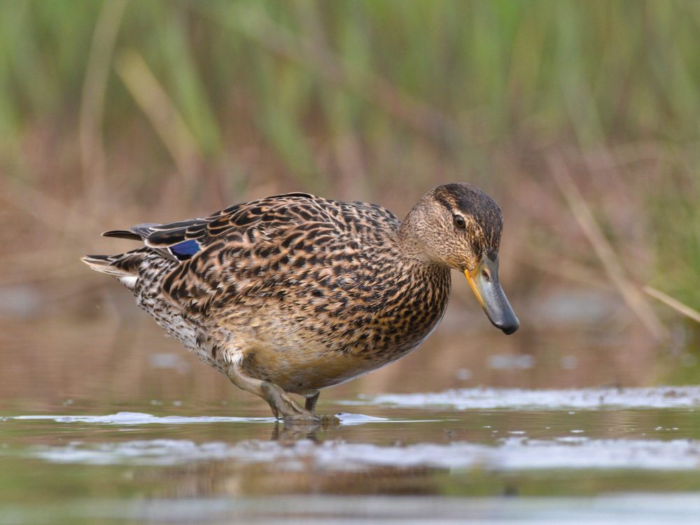 wintertaling