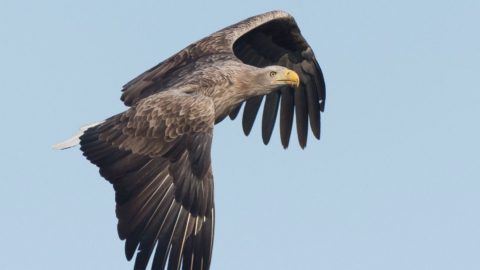Flora en fauna: Zeearend