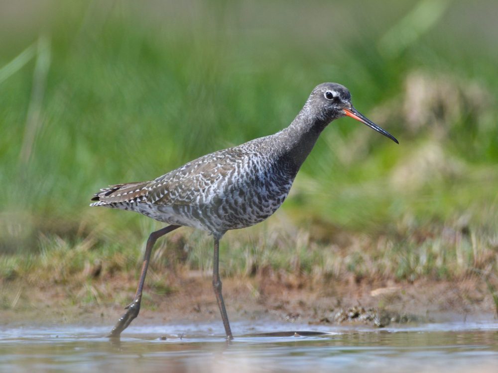 zwarte ruiter