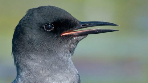 Flora en fauna: Zwarte stern