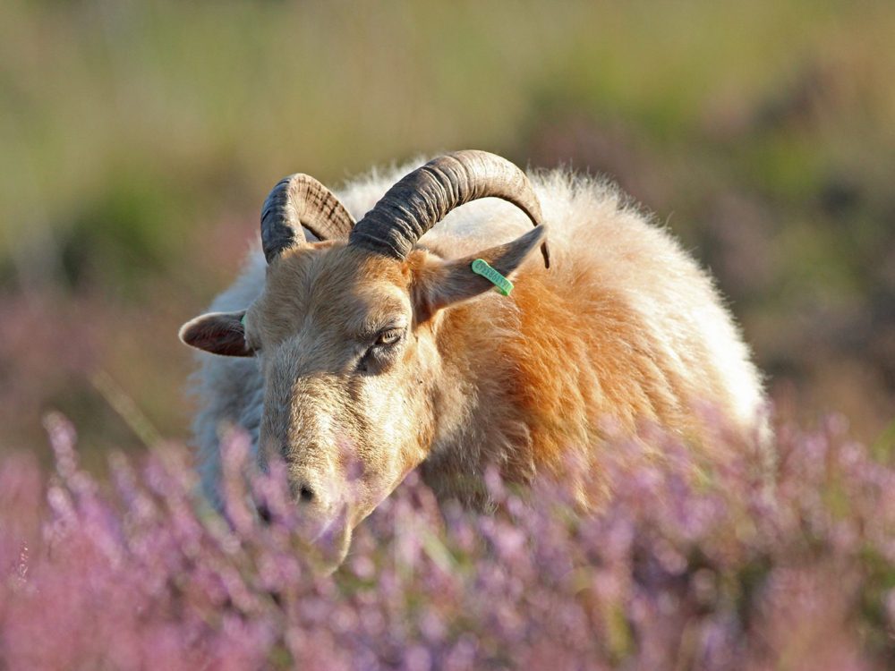 drentse heideschaap
