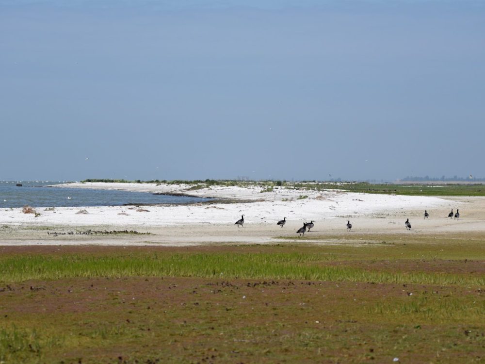 schelpenbank warkumerwaard