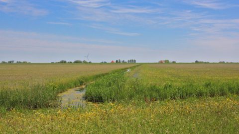 Gebied: Warkumerwaard