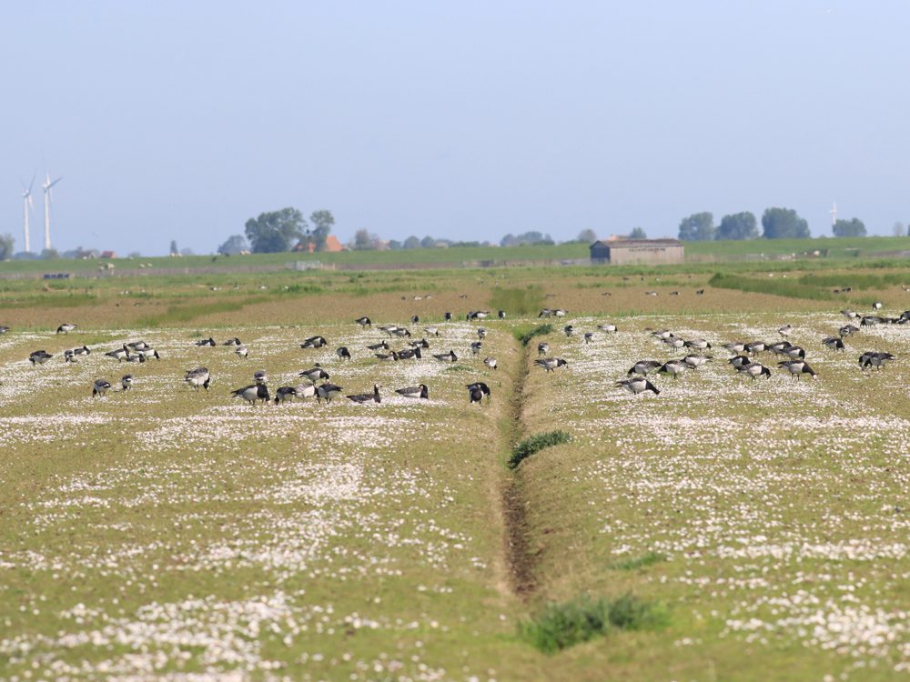 warkumerwaard binnenwaard