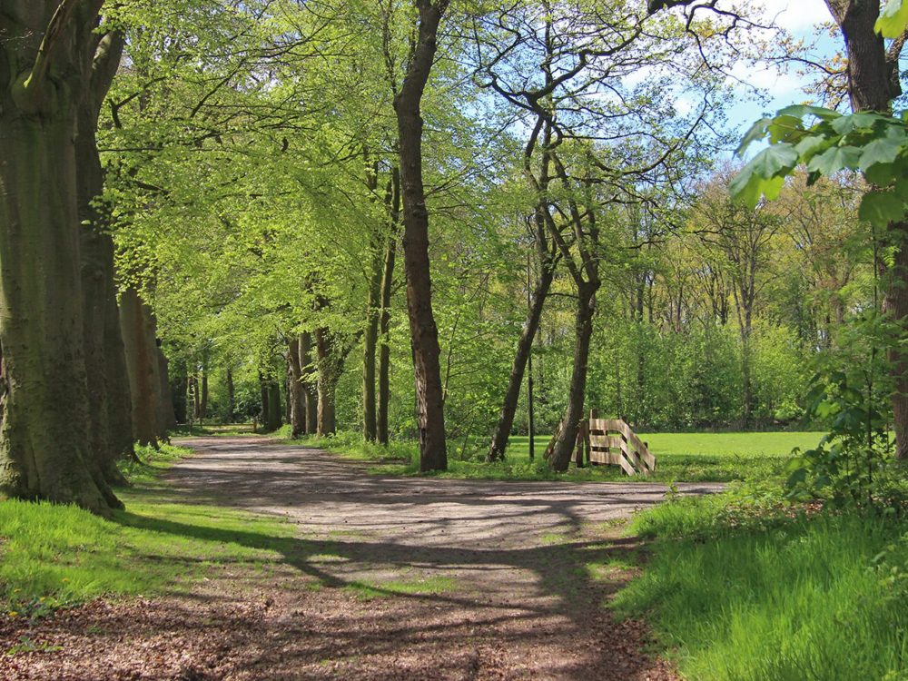 wikelerbosk