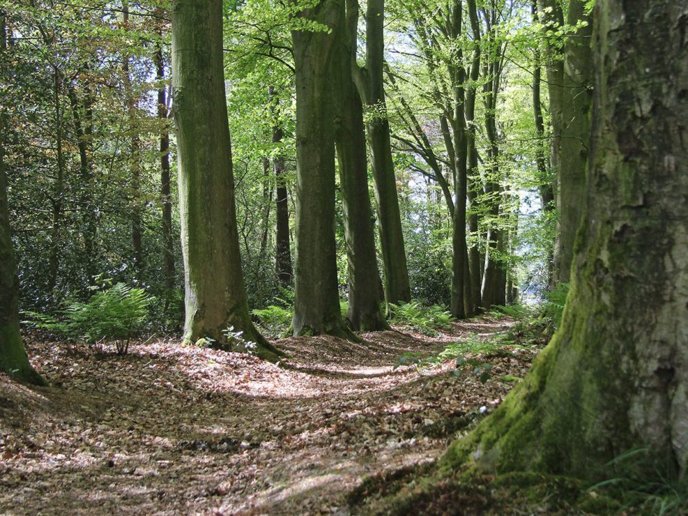 Wilhelmina-oard