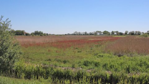 Gebied: Ychtenerfeanpolder
