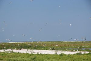 Uitkijkpunt Bijenkamp warkumerwaard