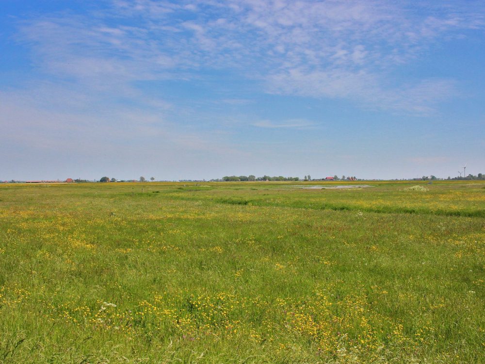 uitkijkpunt koarnwerterpolder