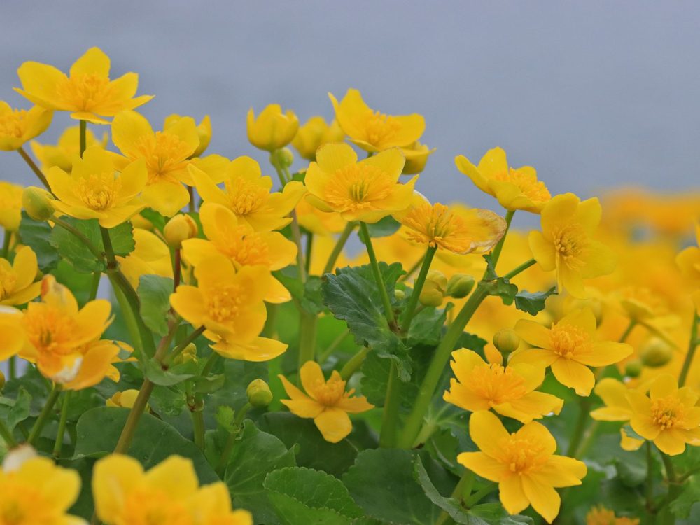 dotterbloem