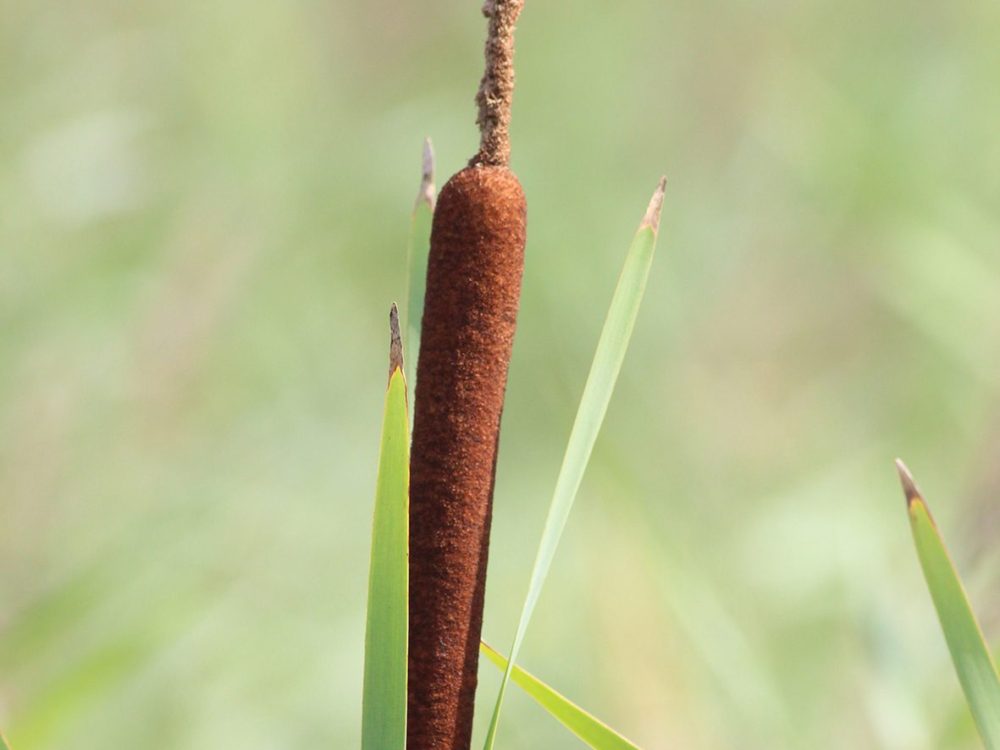 grote lisdodde