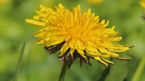 paardenbloem