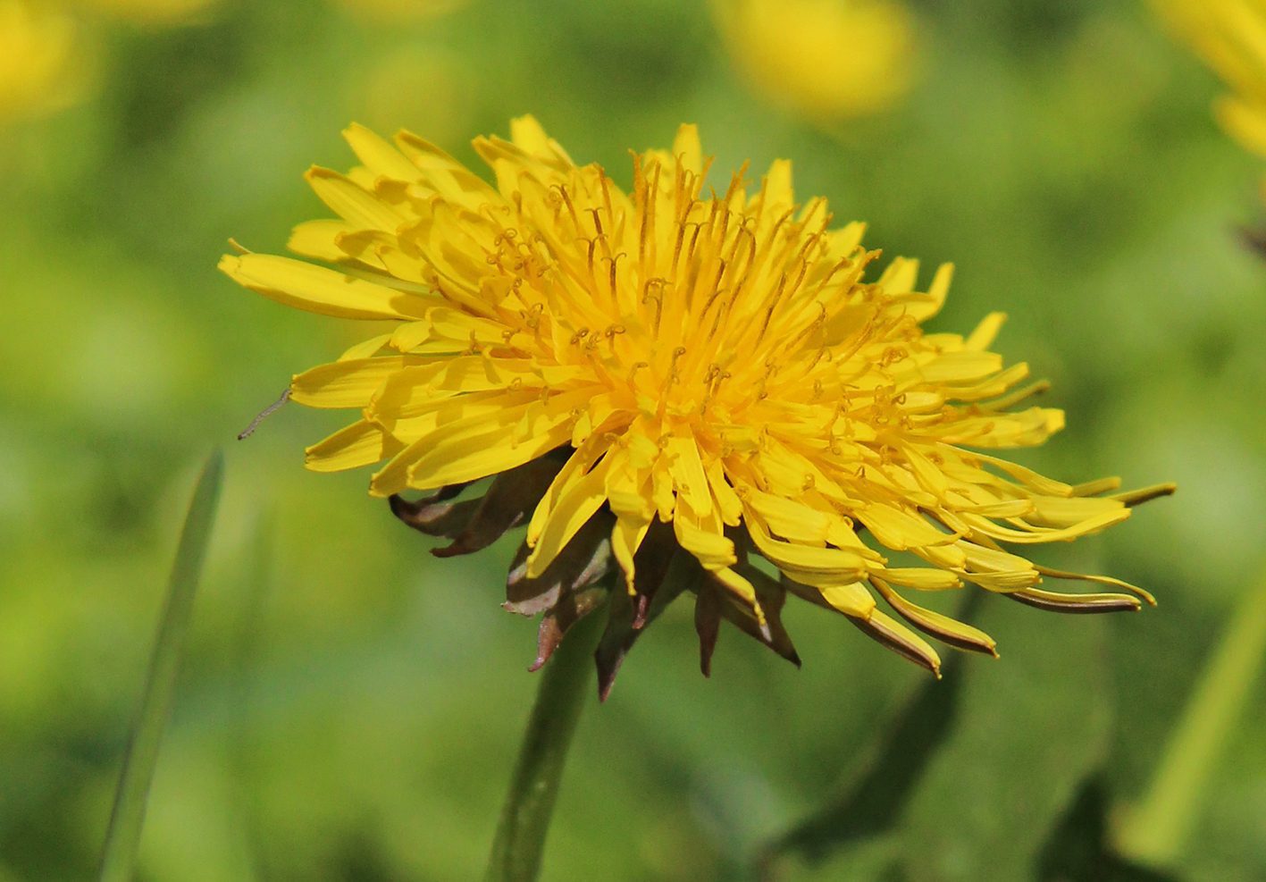 paardenbloem