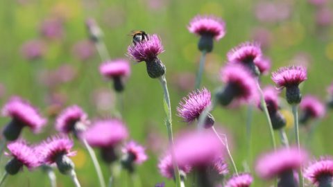 Flora en fauna: Spaanse ruiter