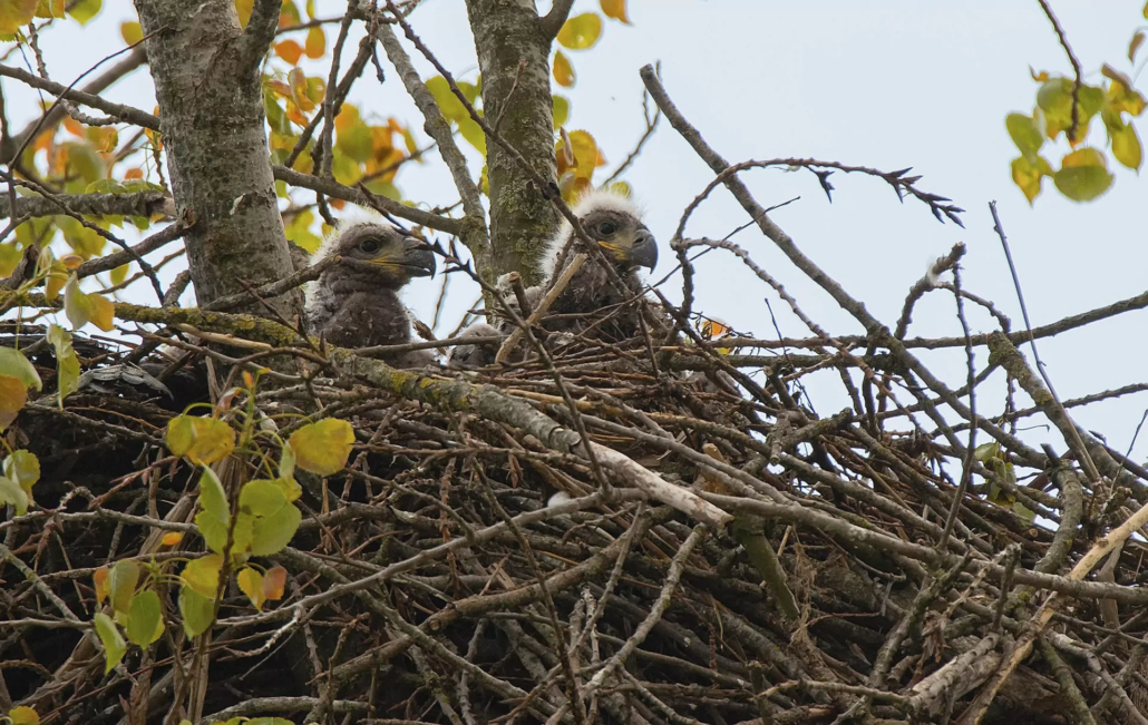 nestmateriaal verzamelen