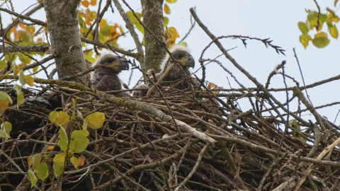 nestmateriaal verzamelen