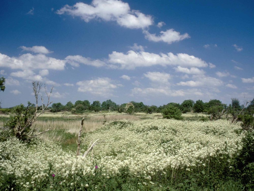 saiterpolder
