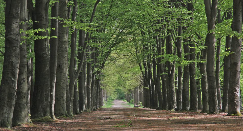 murnzerleane rysterbosk