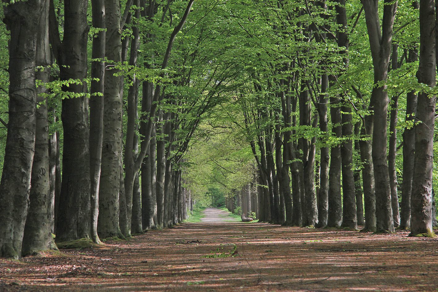 murnzerleane rysterbosk