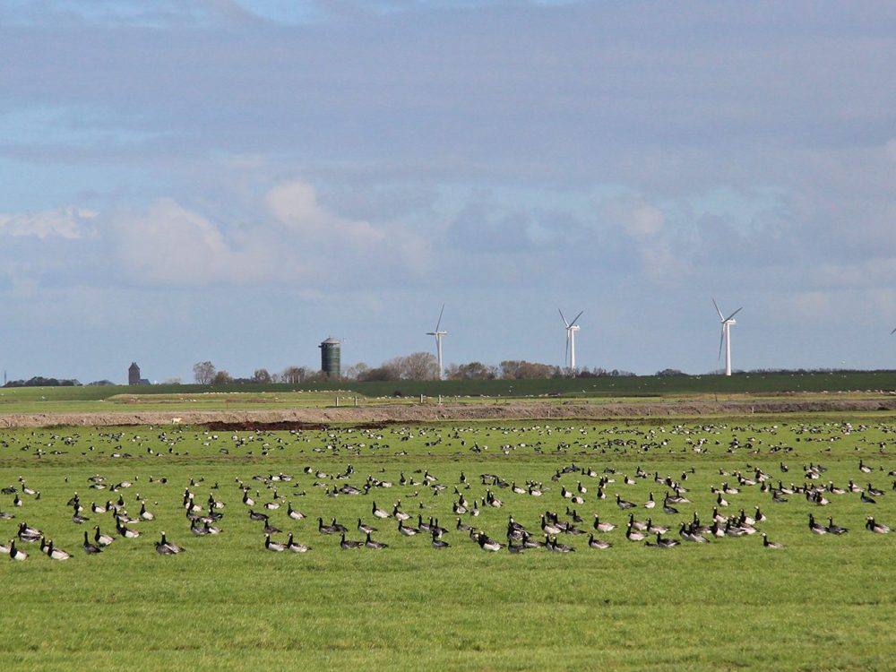 noard fryslan butendyks