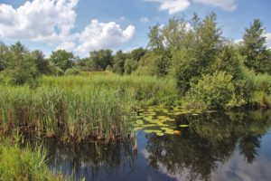 sippen finnen butefjild