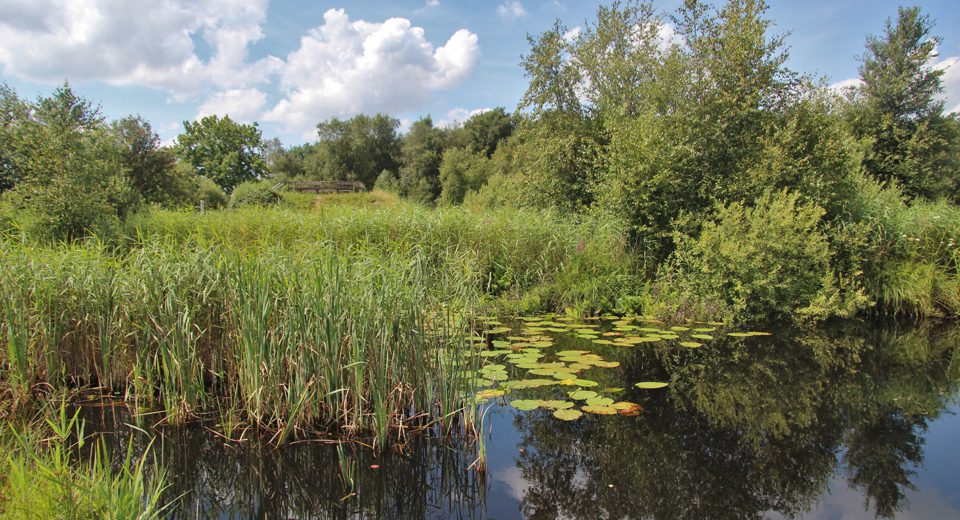 sippen finnen butefjild