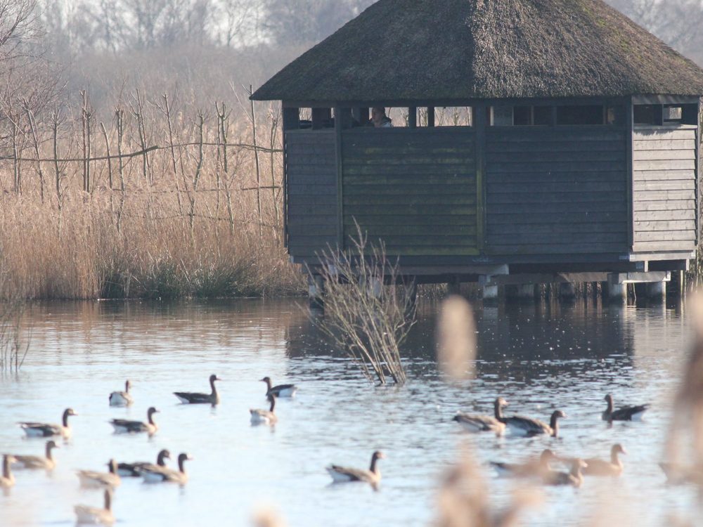 vogelkijkhut de kraanlannen feanhoop