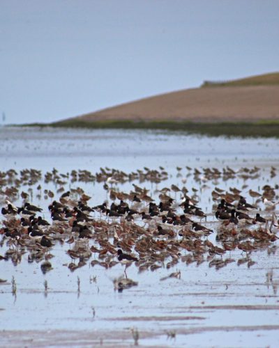 De Wadden