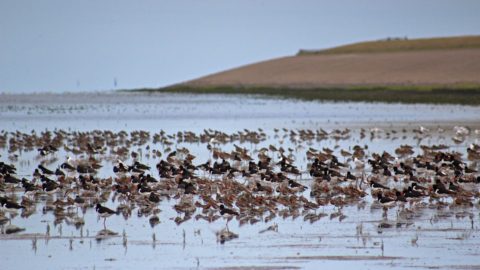 Bericht: De Staat van de Wadden
