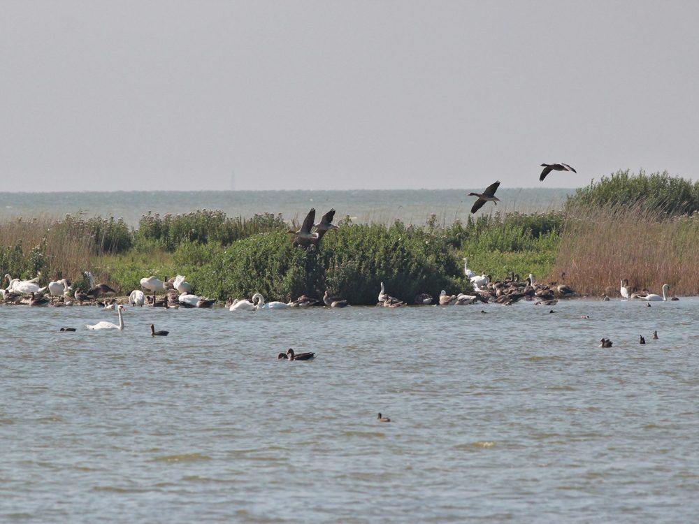 Vogelkijkhut De Mok mokkebank