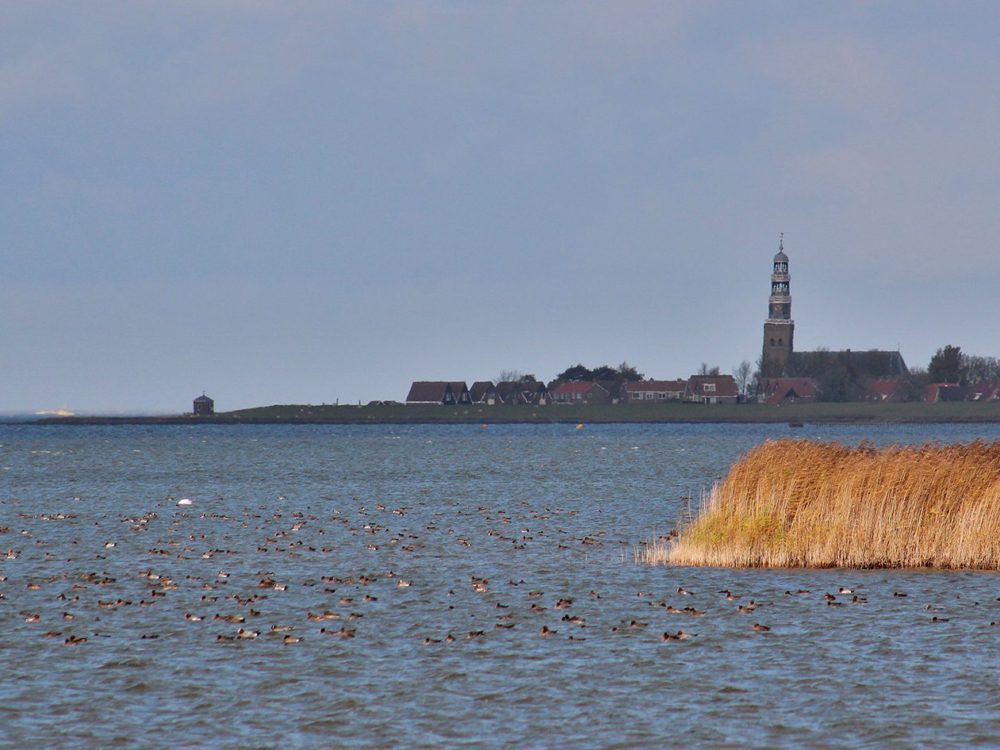 Vogelkijkhut De Swan bocht fan molkwar