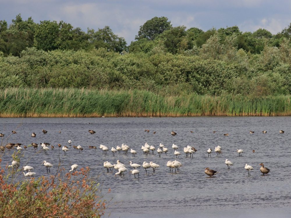 vogelkijkhut de kraanlannen feanhoop