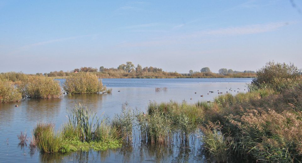 vogelkijkhut de kraanlannen feanhoop
