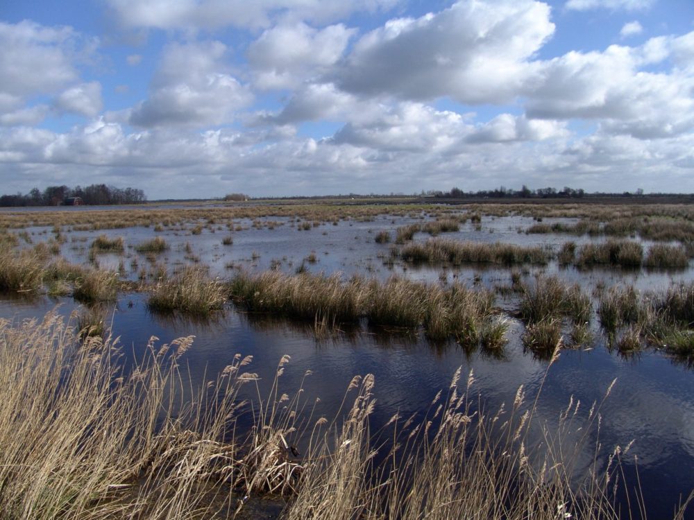 vogelkijkhut Westersanning alde feanen