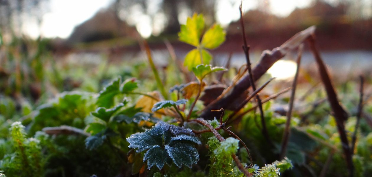 herfst in It Fryske Gea