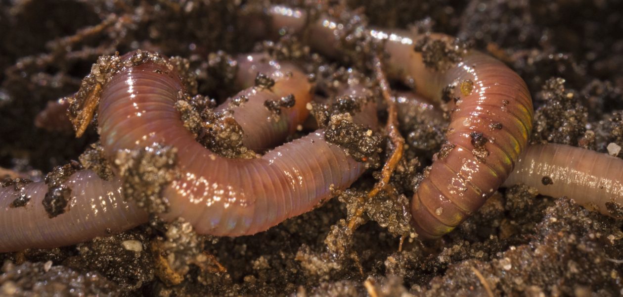 wormhotel maken