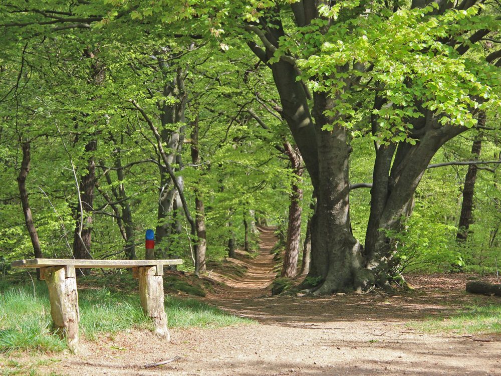 rysterbosk