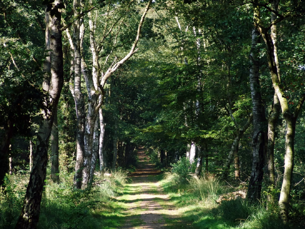houtsingels Rysterbosk