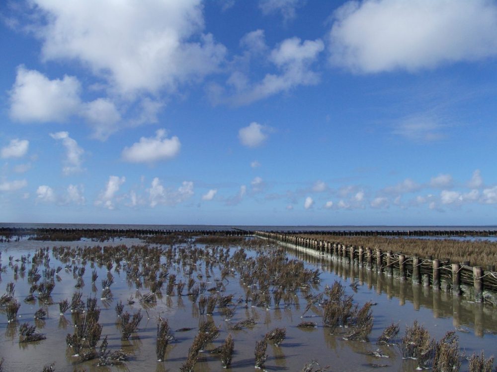 Wij & Wadvogels noard fryslan Bûtendyks