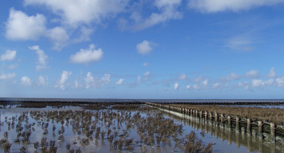 Wij & Wadvogels noard fryslan Bûtendyks