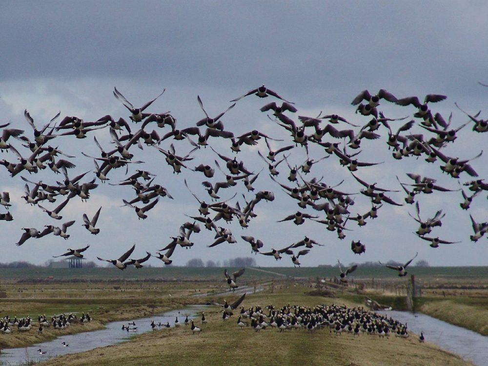 Wij & Wadvogels noard fryslan Bûtendyks
