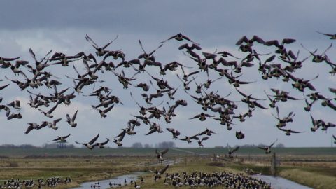 Wij & Wadvogels noard fryslan Bûtendyks