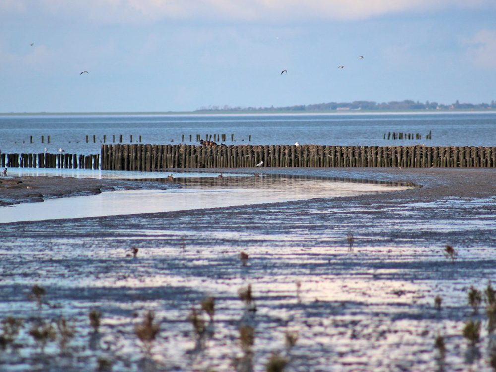 Wij & Wadvogels noard fryslan Bûtendyks