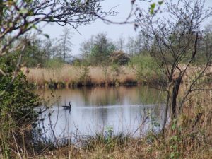 fjirtech med alde feanen