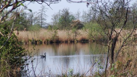 fjirtech med alde feanen